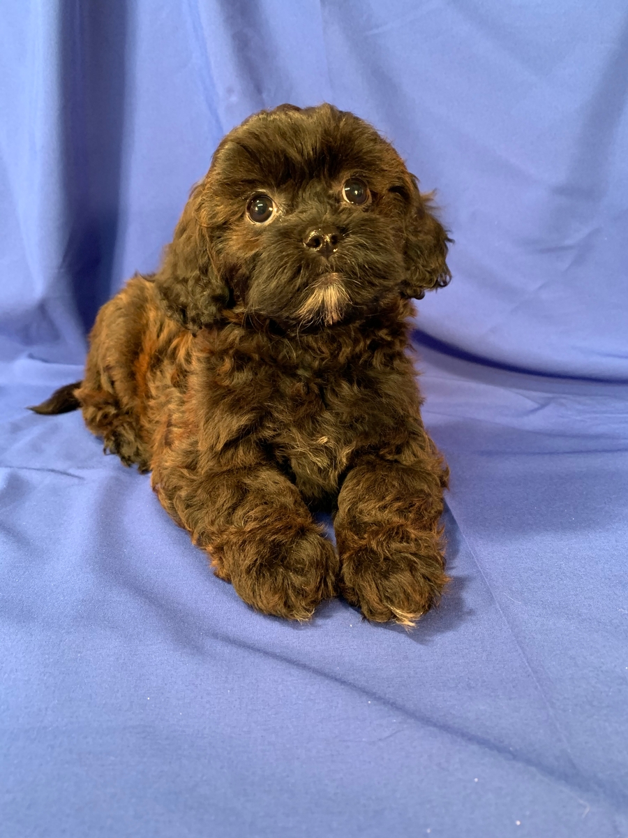Shih tzu Poodle Puppy For Sale By North Iowa Breeder